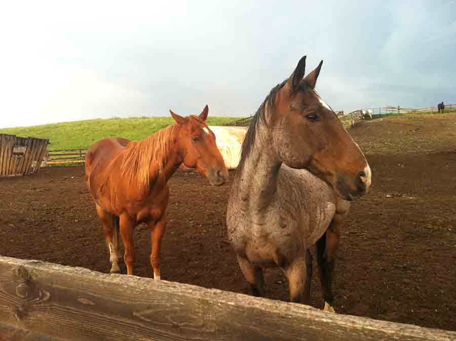 horses at Sierra West Ranch